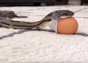 Así lucha esta serpiente para poder comerse un huevo
