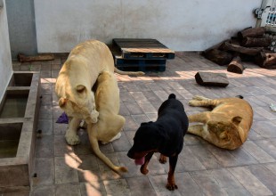 Tres leones y un perro vivían en una azotea en la CDMX