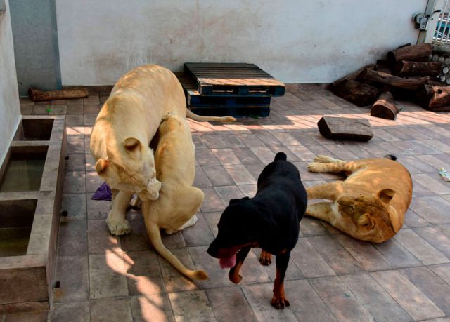 Tres leones y un perro vivían en una azotea en la CDMX | Actualidad | LOS40  México