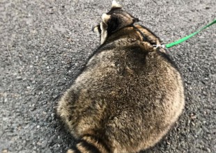 La gordura de este mapache causa ternura en la red