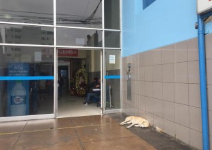 Perrito espera a su dueño afuera del hospital donde murió
