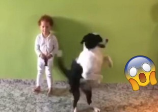 Un perro baila igual que niños y enloquecen internet