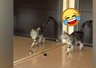 VIDEO: La reacción de este gato al verse al espejo es increíble