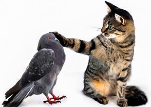 Viral pelea entre gato y paloma