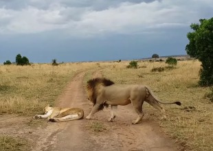 León despierta de la peor manera a leona y es la sensación en redes