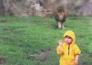 León intenta atacar a niño hasta que pasa lo inesperado