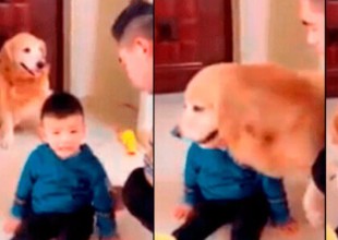 Perrito se hace viral por defender a un pequeño del regaño de su padre