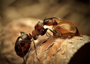 "La filosofía de las hormigas"