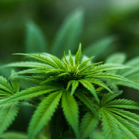 Jesusa Rodríguez aseguró que la marihuana es una planta sagrada