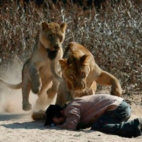 Se dejó atacar por dos leones para demostrar que un milagro lo salvaría