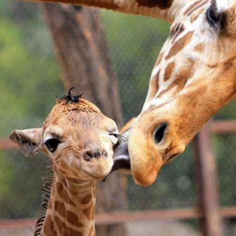 Revelan el nombre de la jirafa bebé del Zoológico de Chapultepec