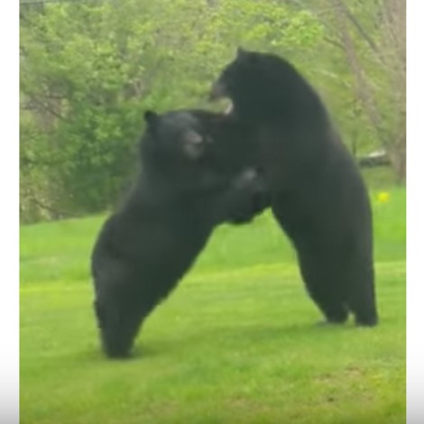 Hombre encuentra dos osos peleando ¡en el patio de su casa!