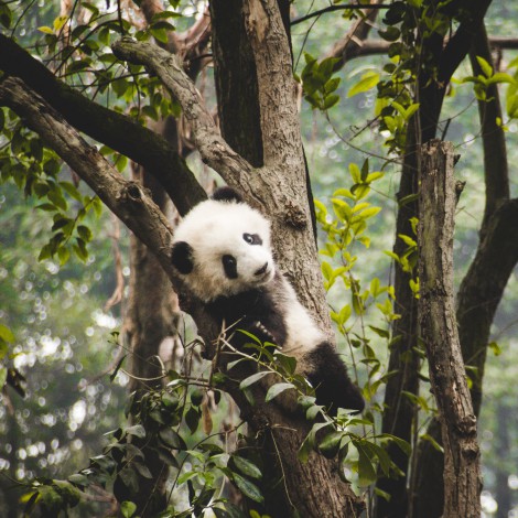 Revelan imágenes de oso panda albino