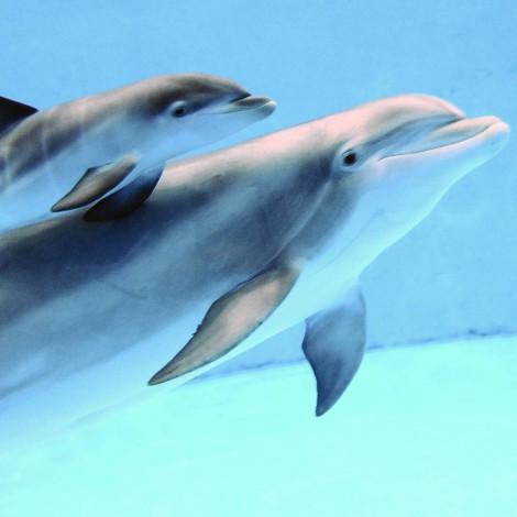 Esta madre delfín se niega abandonar a su cría muerta