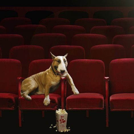 Amante de mascotas crea cine donde los perros son bienvenidos