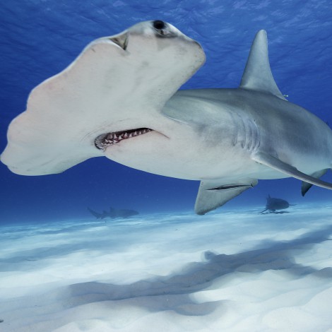 Hallan tiburones vivos en volcán submarino activo ¡Sorprendente!