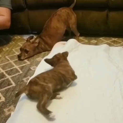 Perro sin patas le enseña su hermanito a pararse