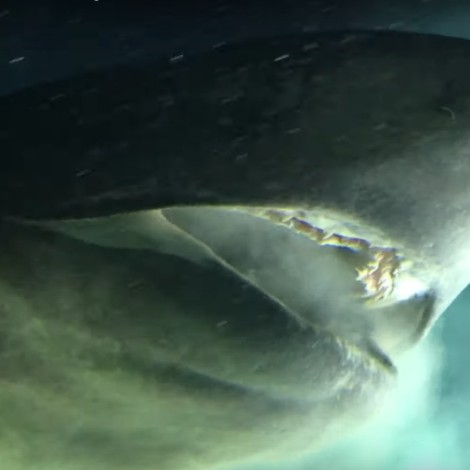 Graban tiburón prehistórico en el Golfo de México, es la especie más antigua