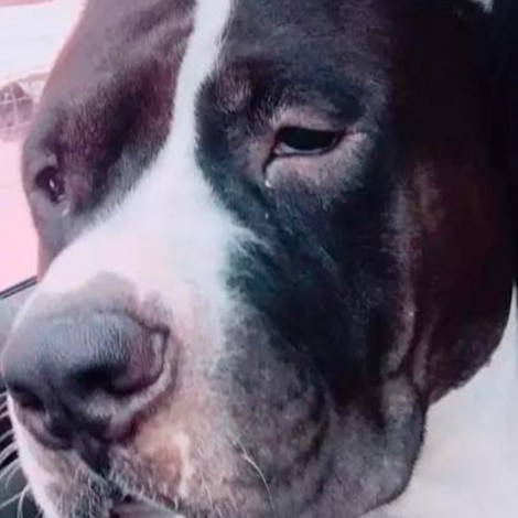 Perro devoró 38 patitos de hule y terminó en el veterinario