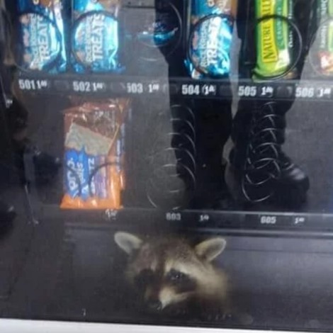 Tierno mapachito quedó atrapado dentro de una máquina expendedora