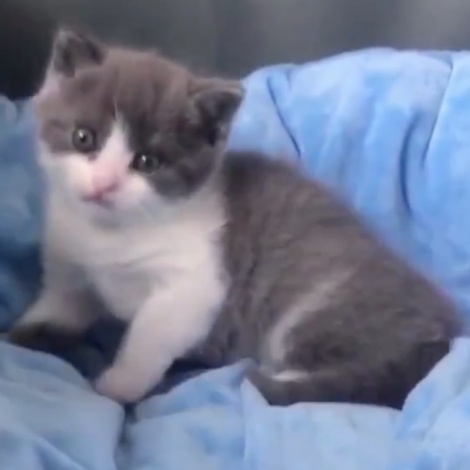 Conoce al primer gato clonado que nació en China