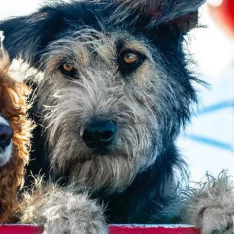 El vagabundo, de Disney fue hallado en una perrera ¡Se llama Monte!