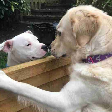 Perros vecinos se enamoran: la historia de amor perruno de Lola y Loki