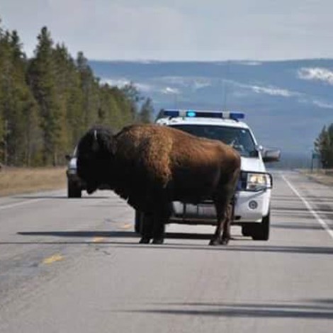 Policía en Montana utiliza canciones de AC/DC para ahuyentar bisontes
