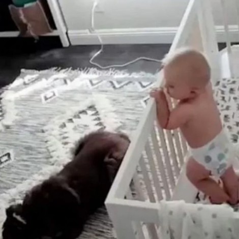 Perrito se hace viral por consolar a bebé que lloraba en su cuna
