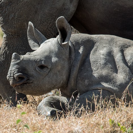 Rinoceronte bebé imita a cordero y causa ternura en redes sociales
