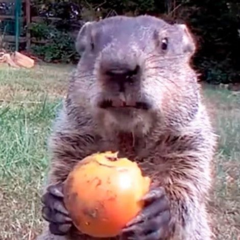 Marmota se hizo viral por un video y ahora cuenta con más de 11 mil seguidores
