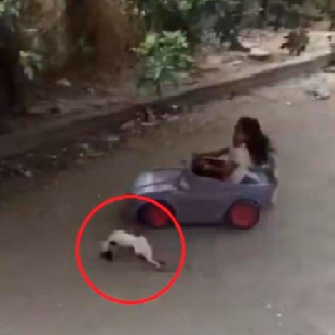 Niña atropella gato con un carro de juguete y se hace viral