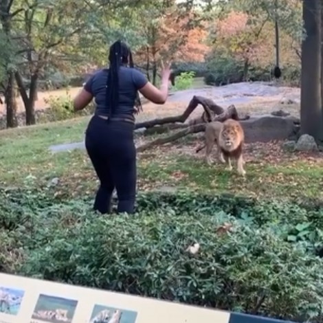 Una mujer entra a la jaula de los leones en el Zoológico del Bronx