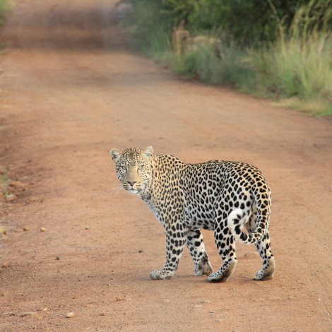 Leopardo pasa casi desapercibido en foto que se ha hecho viral