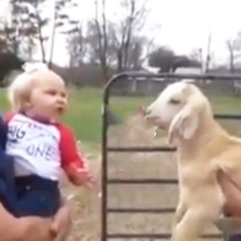 Bebé se viraliza por protagonizar discusión con una cabra bebé