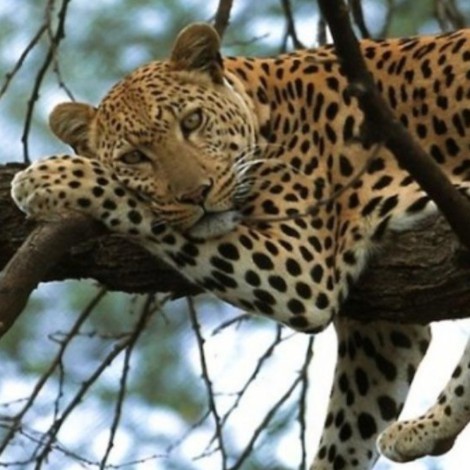 Leopardo enternece las redes sociales al ser captado jugando como un pequeño gatito