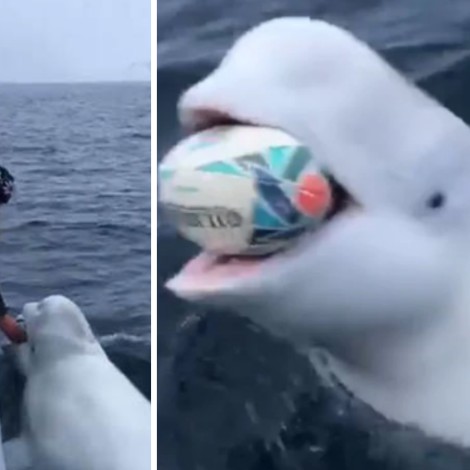 Ballena beluga juega rugby con un marinero