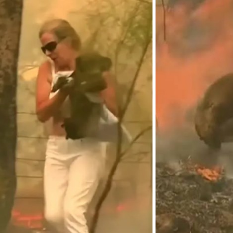 Mujer arriesgó su vida para salvar a un koala atrapado en los incendios de Australia