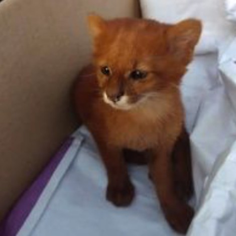 Mujer encontró un pequeño y tierno gatito que resultó ser un puma bebé