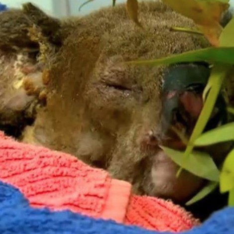 Perdió la vida el koala que fue rescatado del incendio en Australia
