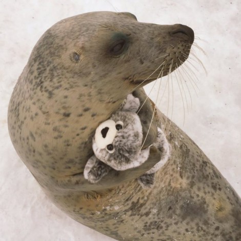 Esta foca abrazando un peluche es lo más adorable de las redes