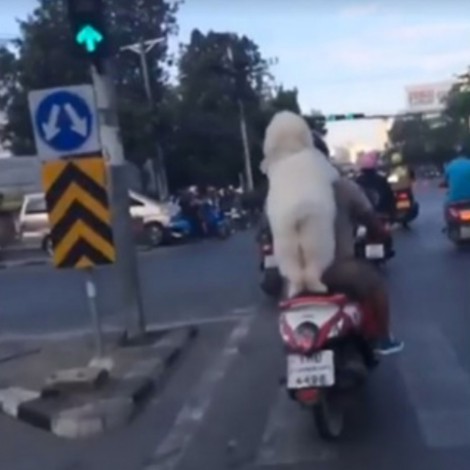 Se viraliza perrito que viaja en moto con su dueño