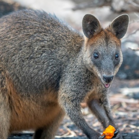 Lanzan zanahorias de helicóptero para alimentar a animales en Australia