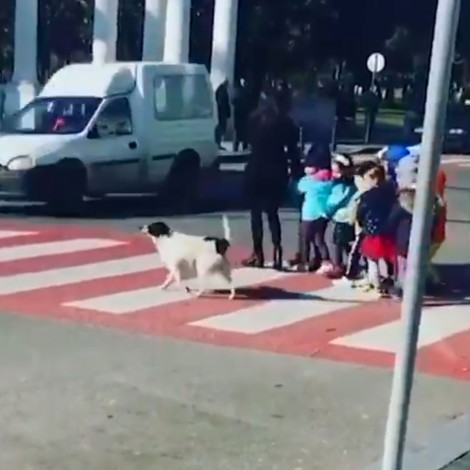 Perrito detiene el tráfico para que niños puedan cruzar la calle