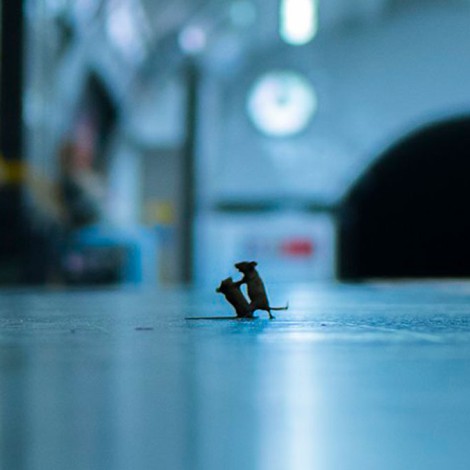 Foto viral de ratones en metro de Londres gana premio internacional