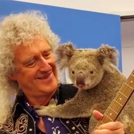 El guitarrista de Queen Brain May ofrece "concierto privado" a koala sobreviviente del incendio en Australia