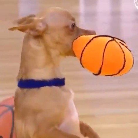 Perrito hace canasta durante partido de la NBA