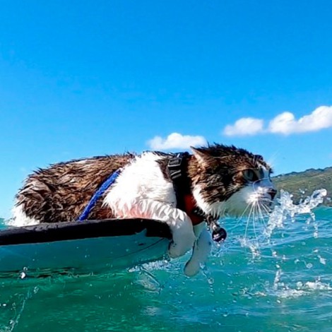 Gatito que practica surf se vuelve viral