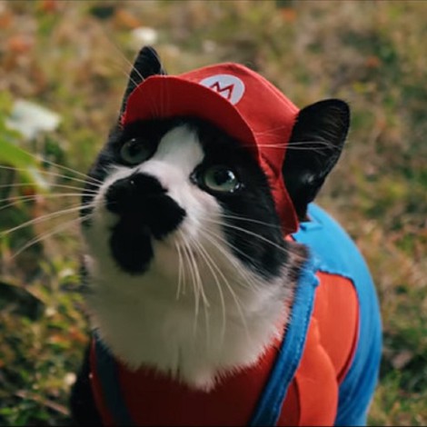 Super Gato Bros: Gatito protagoniza una aventura al estilo de Super Mario Bros