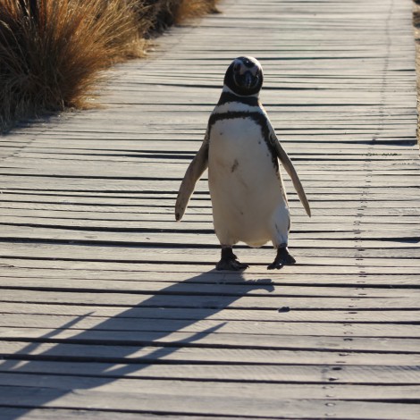 Acuario cerrado permite que pingüinos paseen por el lugar y conozcan nuevos amiguitos